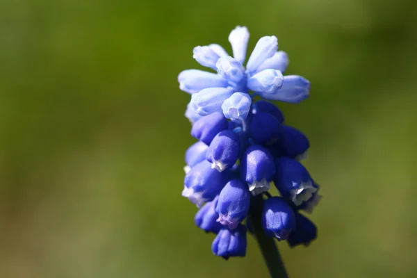 Flor Azul Sobre Fondo Verde —  Fotos de Stock