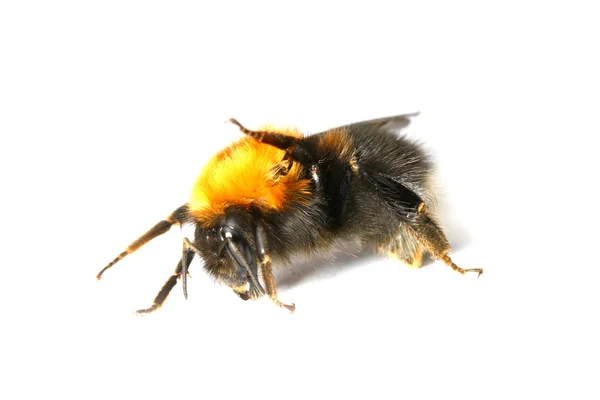 Dance Aerobic Bumble Bee Isolated White Background — Stock Photo, Image