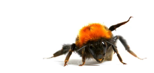 Dance bumble bee — Stock Photo, Image