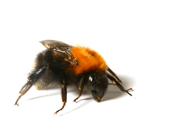 Dans Aërobe Bumble Bee Geïsoleerd Witte Achtergrond — Stockfoto