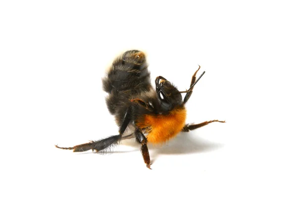 Танцювальна Аеробна Бджола Ізольована Білому Тлі — стокове фото
