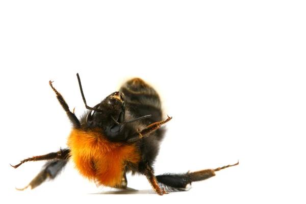 舞蹈有氧的大黄蜂在白色背景上孤立 — 图库照片