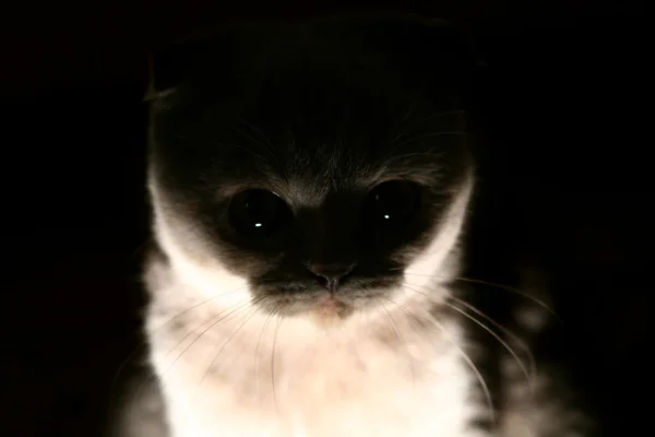 Sötét macska — Stock Fotó