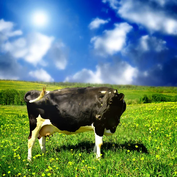Vaca Campo Dente Leão Verde Abaixo Céu Azul — Fotografia de Stock