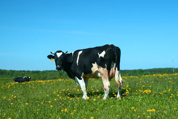 Vaca Câmp Păpădie Verde Sub Cerul Albastru — Fotografie, imagine de stoc