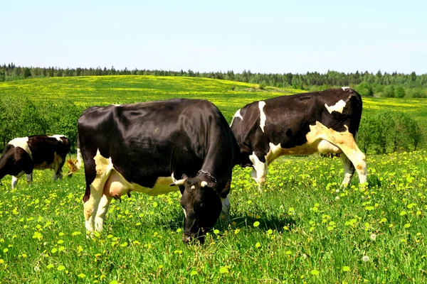 Kráva krajina — Stock fotografie