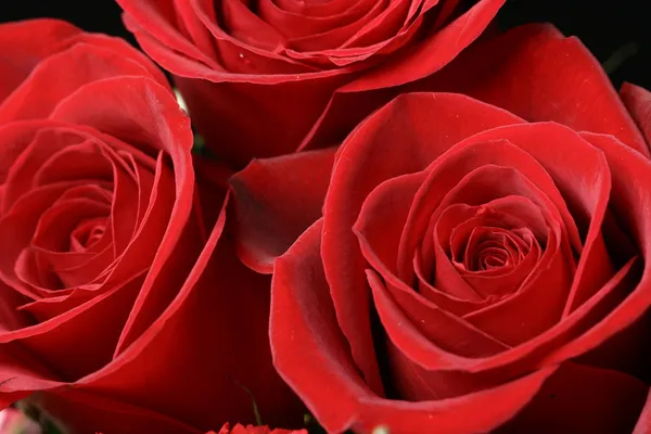 Red roses Stock Photos, Royalty Free Red roses Images | Depositphotos