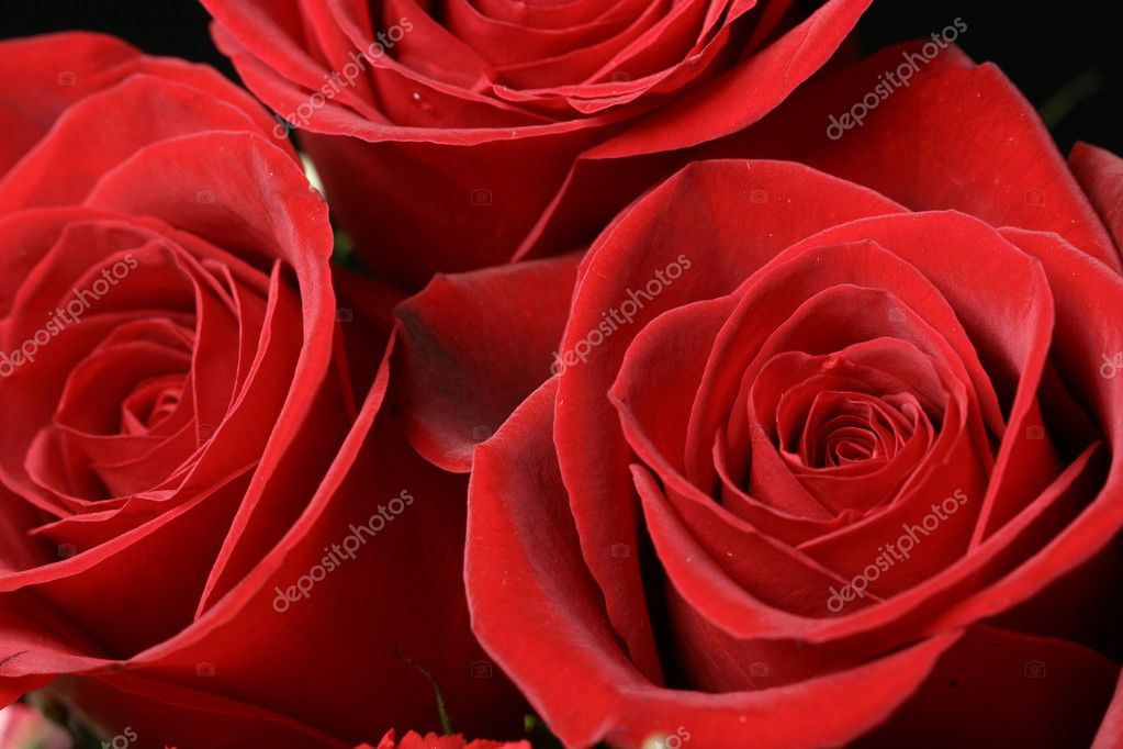 Red Roses Images – Browse 40,279 Stock Photos, Vectors, and Video