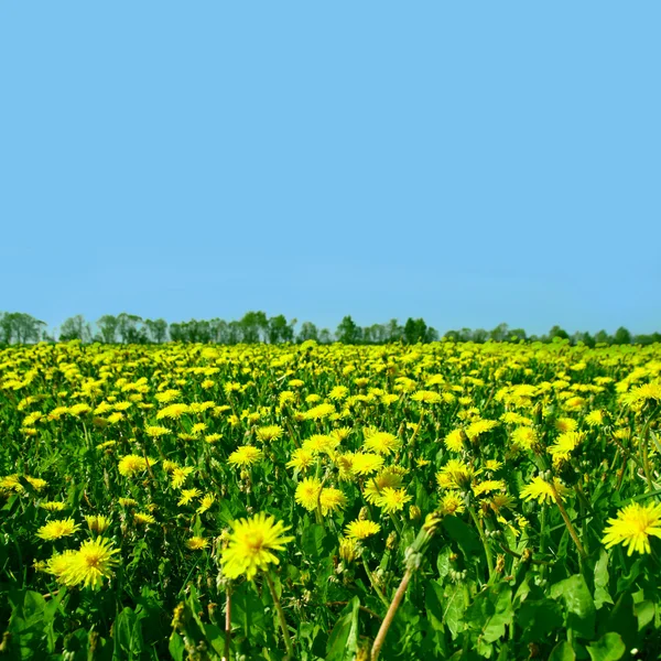 Latar Belakang Alam Lapangan Hijau Dandelion Kuning — Stok Foto