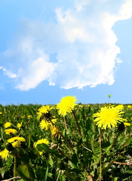 Dandelion Nature Green Yellow Background — Stock Photo, Image