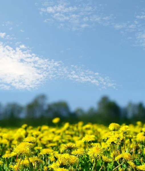 蒲公英自然绿色黄色背景 — 图库照片