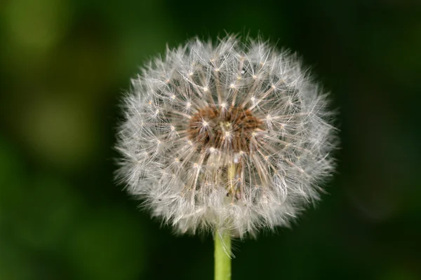 Spring Wish Dandelion Macro Close — Stock Photo, Image