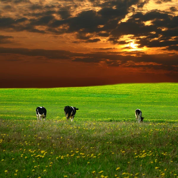 Paesaggio bovino — Foto Stock