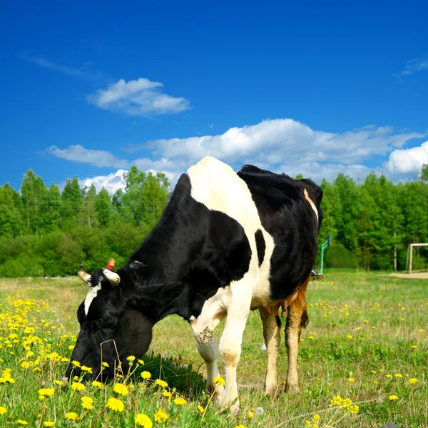 Αγελάδα Πράσινο Πεδίο Πικραλίδα Μπλε Ουρανό — Φωτογραφία Αρχείου