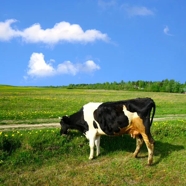 青空の下で緑のタンポポのフィールド上の牛します — ストック写真