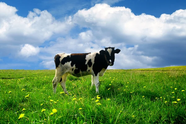 Cow landscape — Stock Photo, Image