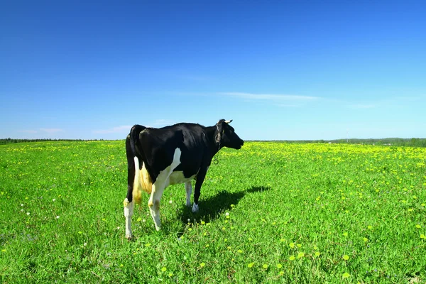 牛在蓝蓝的天空下绿色蒲公英字段上 — 图库照片