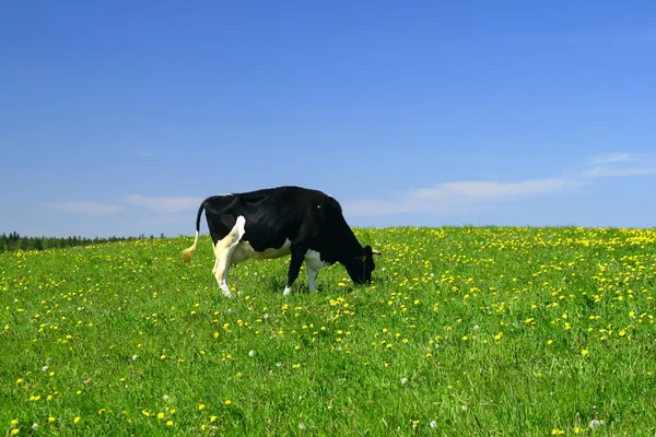 Vaca Campo Dente Leão Verde Abaixo Céu Azul — Fotografia de Stock