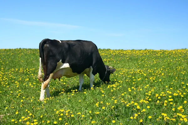 Paisaje de vacas — Foto de Stock