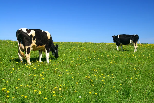 Krowa Zielone Pole Pod Błękitne Niebo — Zdjęcie stockowe