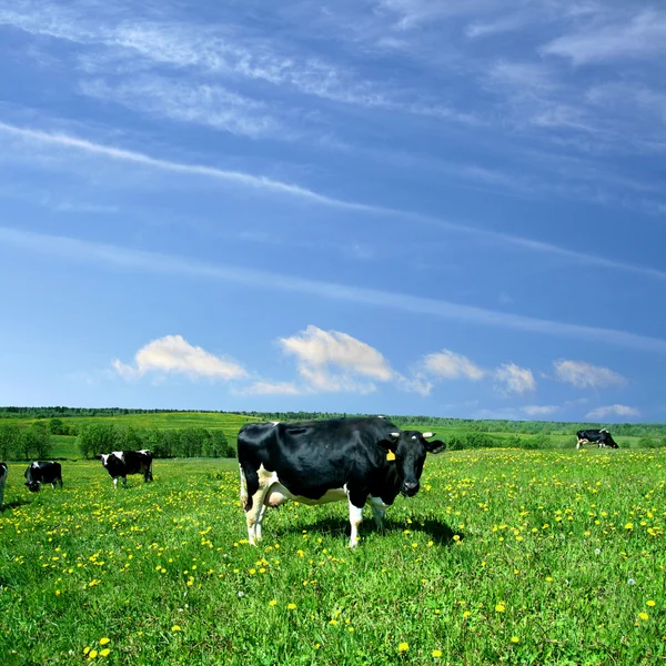 Peisaj de vacă — Fotografie, imagine de stoc