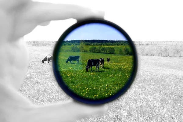 Cow on field — Stock Photo, Image