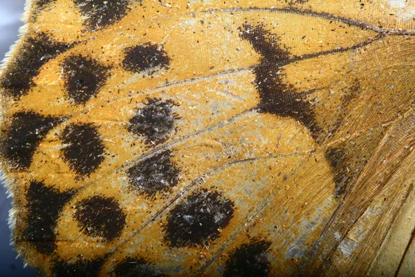Hermosa Mariposa Macro Mosca Insecto —  Fotos de Stock