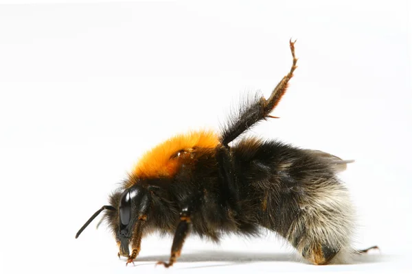 Baile abejorro abeja —  Fotos de Stock