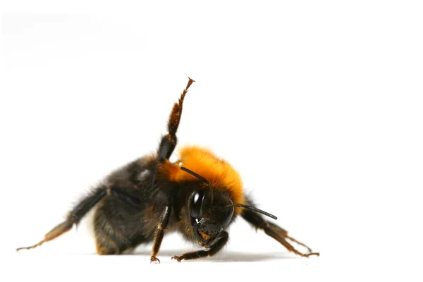 Танцювальна Аеробна Бджола Ізольована Білому Тлі — стокове фото