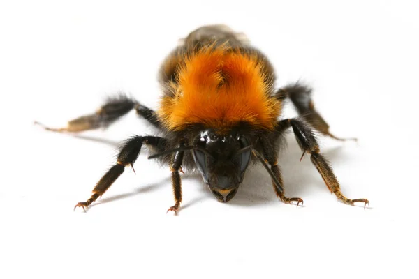 Beyaz Arka Plan Üzerinde Izole Dans Aerobik Bumble Bee — Stok fotoğraf