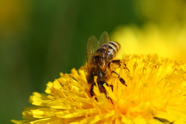 Pszczoła Miodna Żółty Kwiat Mniszek Lekarski — Zdjęcie stockowe