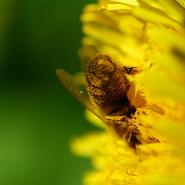 Ape da miele — Foto Stock