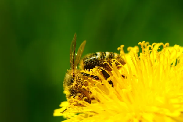 Včelí med — Stock fotografie