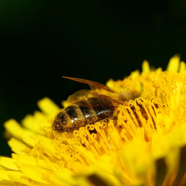 Пчела Цветущем Жёлтом Одуванчике — стоковое фото