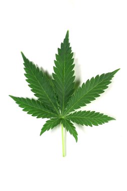 Cannabis clipart