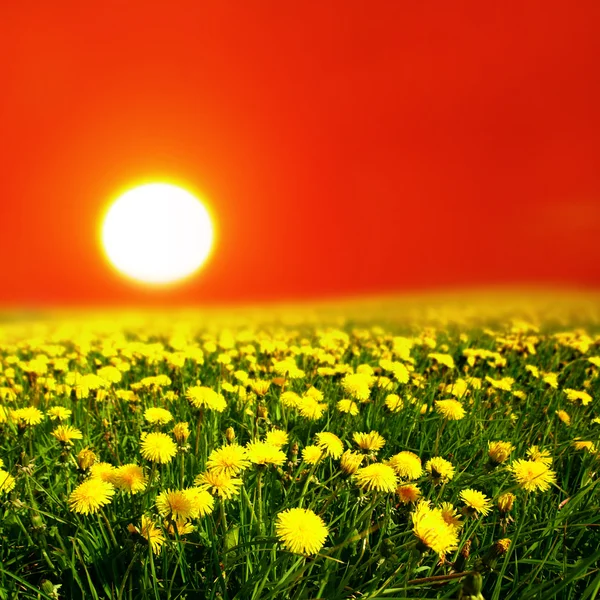 Východ slunce na Pampeliška pole — Stock fotografie