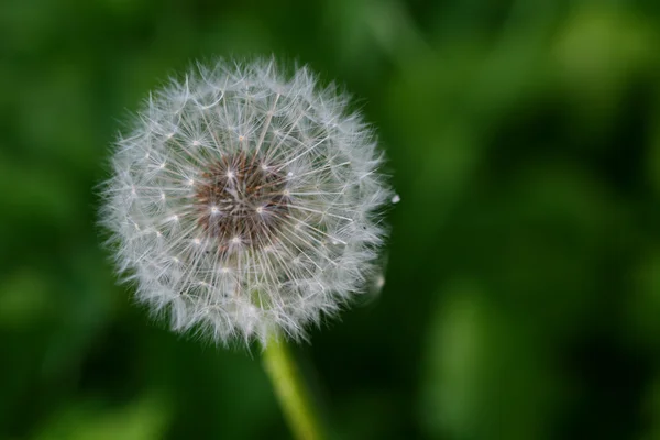 Wish dandelion — Stock Photo, Image