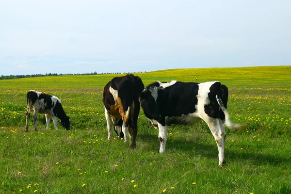 Krajobraz krowa — Zdjęcie stockowe