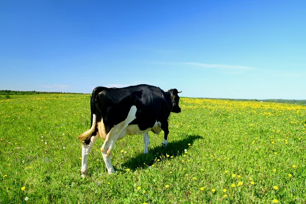 Αγελάδα τοπίο — Φωτογραφία Αρχείου