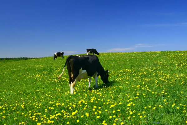 Коровий пейзаж — стоковое фото