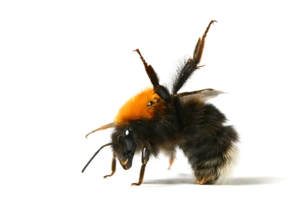 Dance bumble bee — Stock Photo, Image