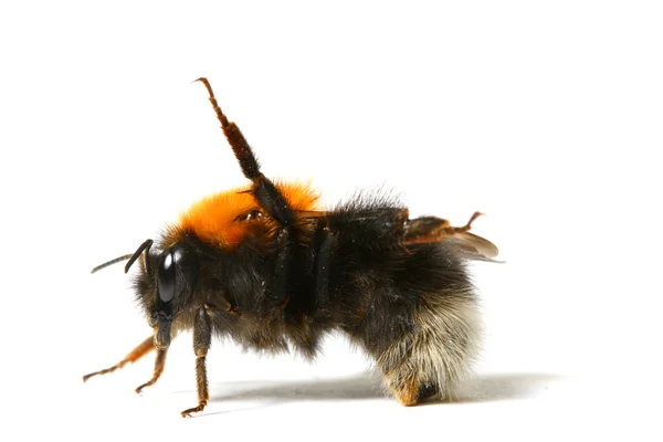 Dança zangão abelha — Fotografia de Stock
