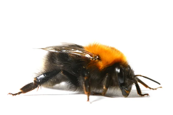 Baile abejorro abeja —  Fotos de Stock