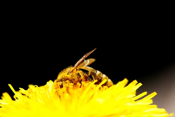 Pszczoła na mniszek lekarski — Zdjęcie stockowe