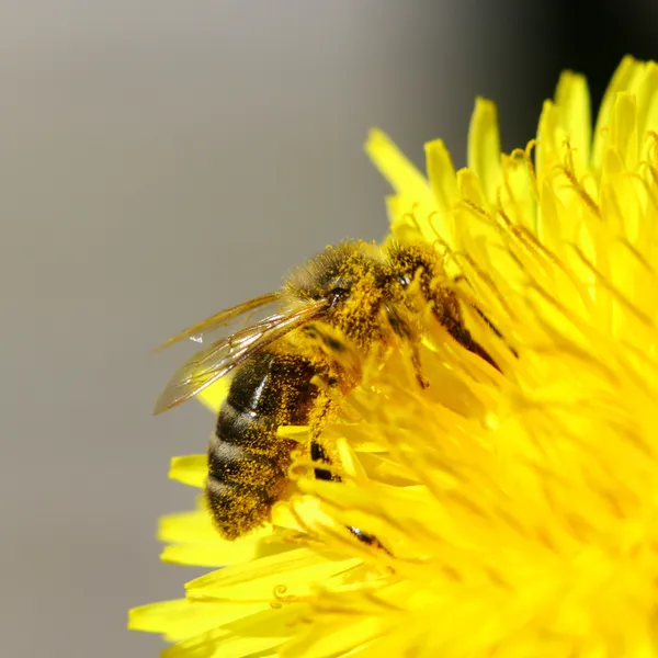 Albine pe păpădie — Fotografie, imagine de stoc