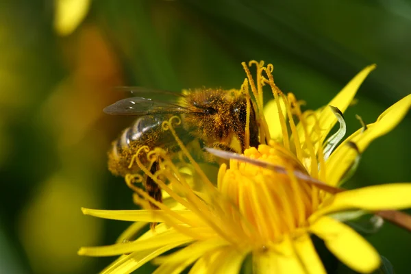 Méhek a pitypang — Stock Fotó
