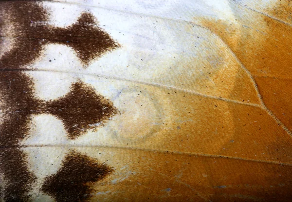 Мухи-дрозды — стоковое фото