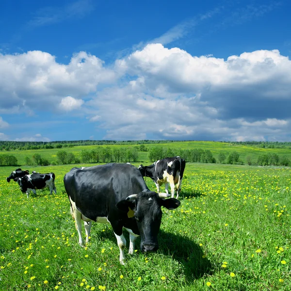 牛風景 — ストック写真