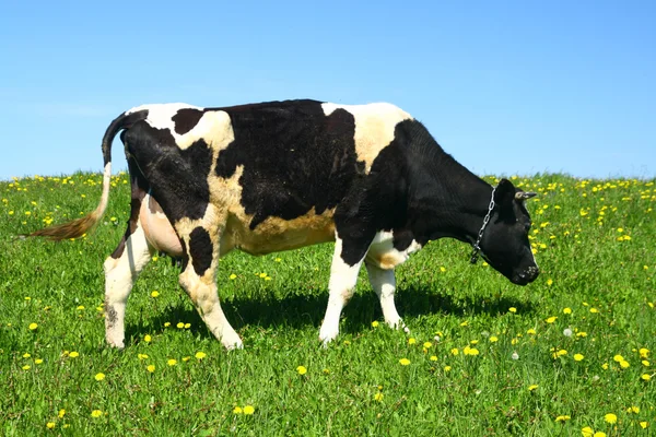 Cow landscape — Stock Photo, Image