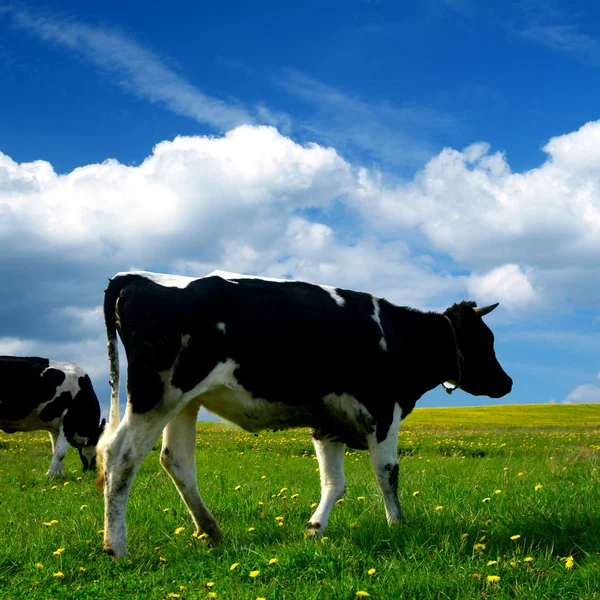 Paisagem de vaca — Fotografia de Stock